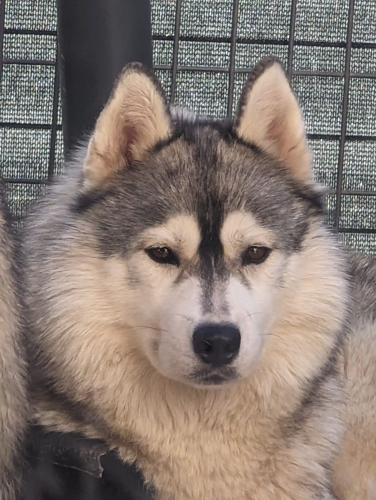 Les Siberian Husky de l'affixe Lupu Di Castagniccia