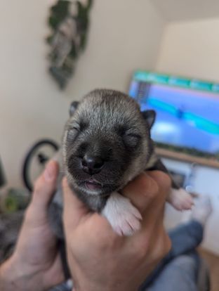 Chiot violet Lupu Di Castagniccia