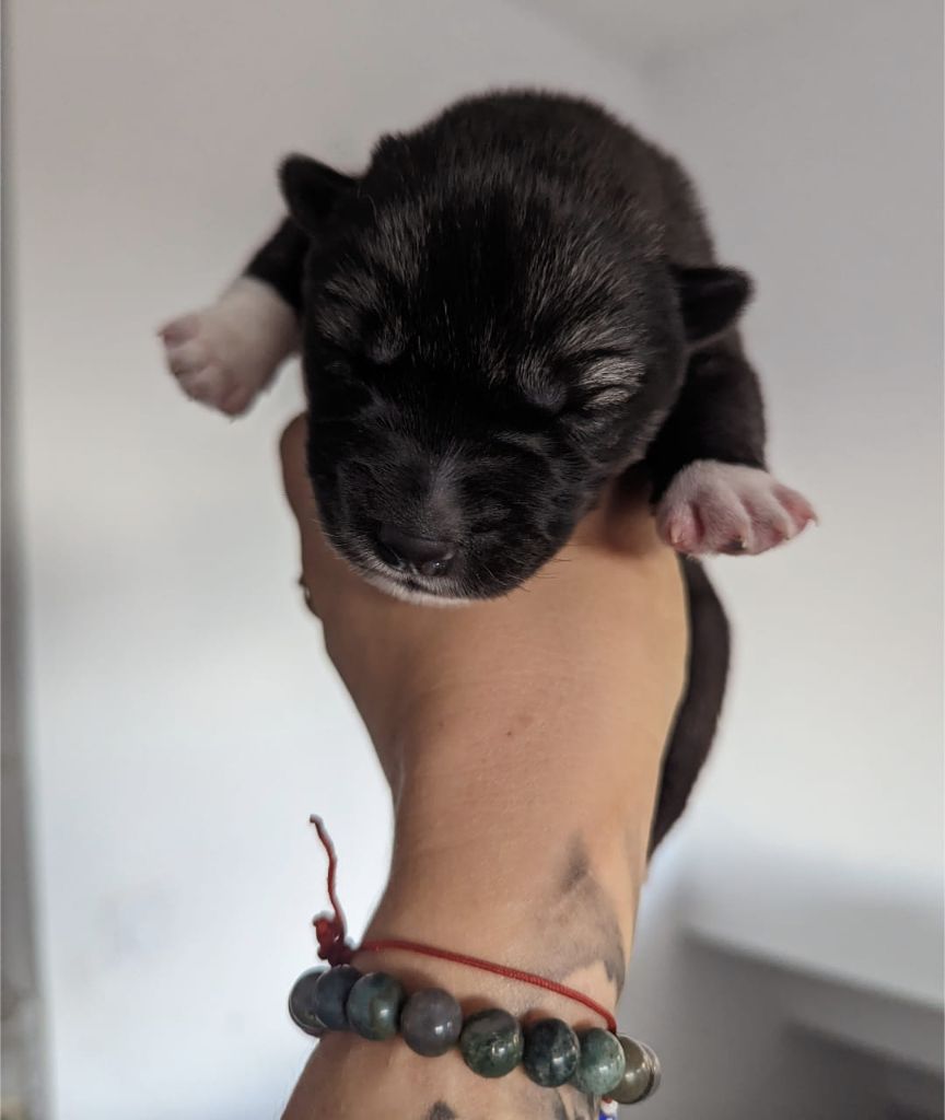 chiot Siberian Husky Lupu Di Castagniccia