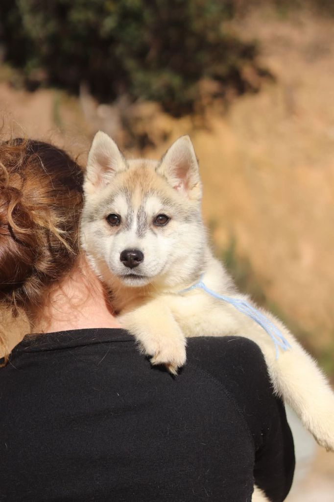 Lupu Di Castagniccia - Chiot disponible  - Siberian Husky