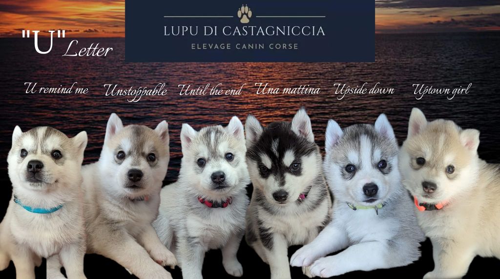 chiot Siberian Husky Lupu Di Castagniccia