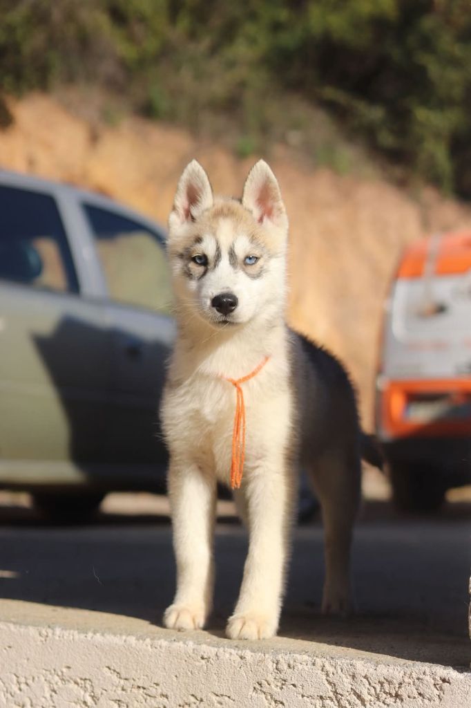 Lupu Di Castagniccia - Chiot disponible  - Siberian Husky