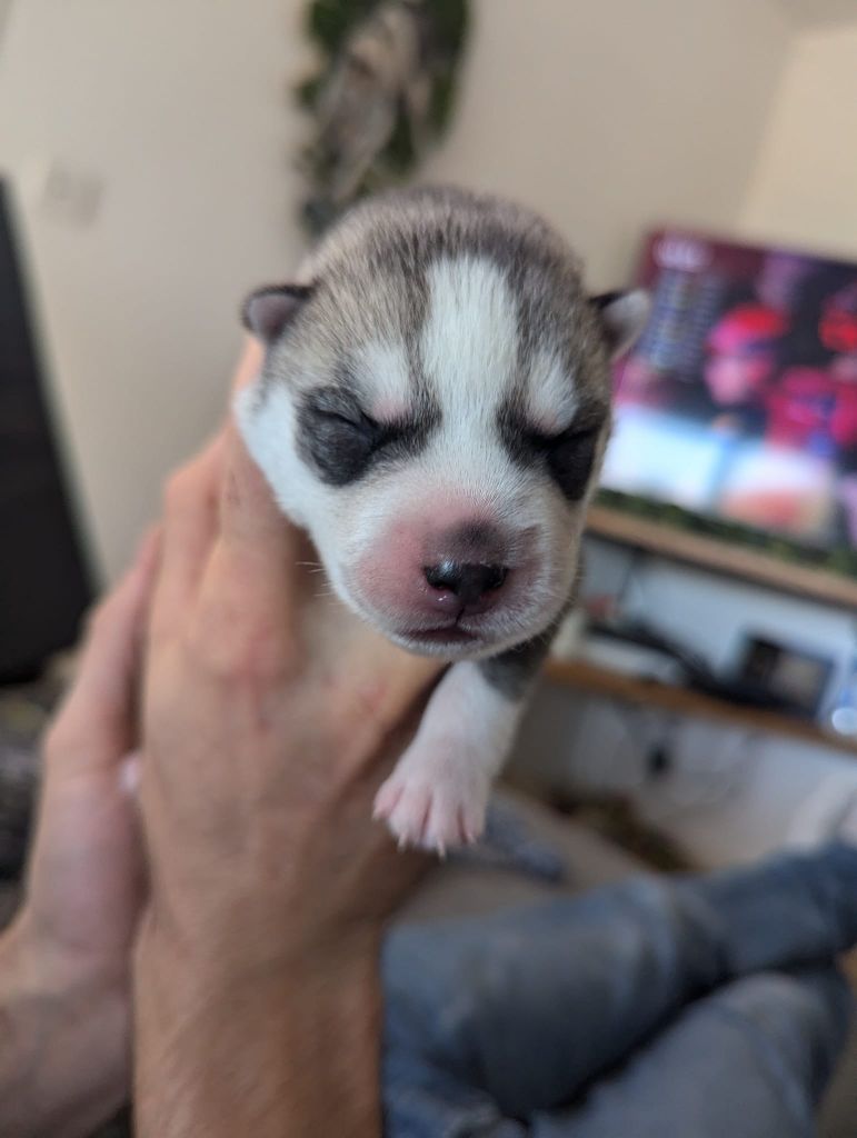 Lupu Di Castagniccia - Chiot disponible  - Siberian Husky