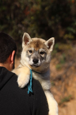 Lupu Di Castagniccia - Siberian Husky - Portée née le 23/10/2024