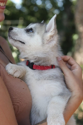 Lupu Di Castagniccia - Siberian Husky - Portée née le 01/06/2024