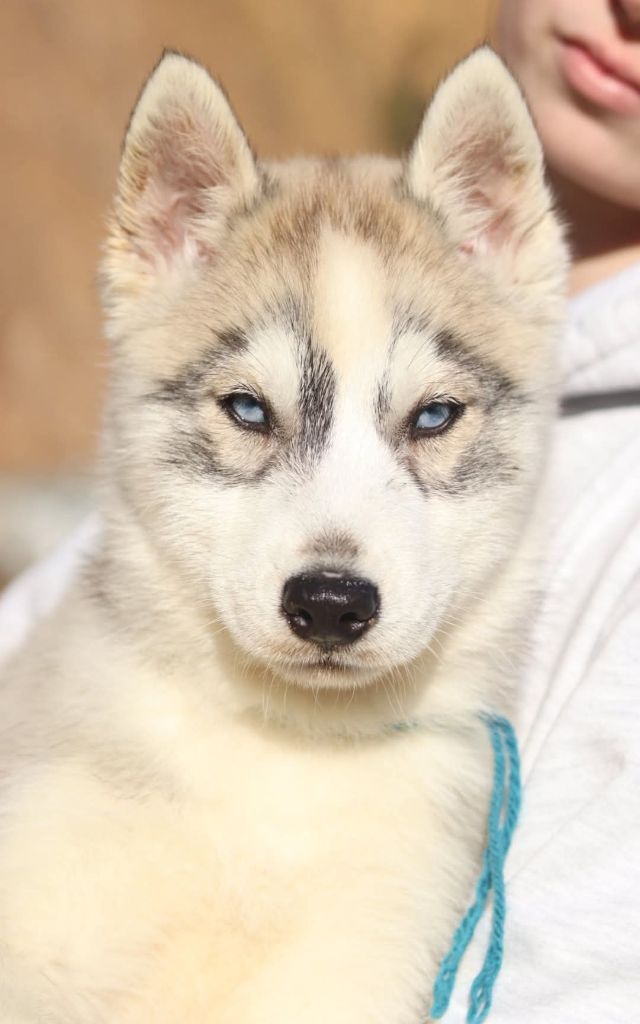 Lupu Di Castagniccia - Chiot disponible  - Siberian Husky