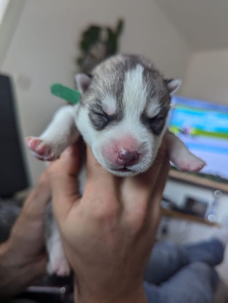 Lupu Di Castagniccia - Chiot disponible  - Siberian Husky