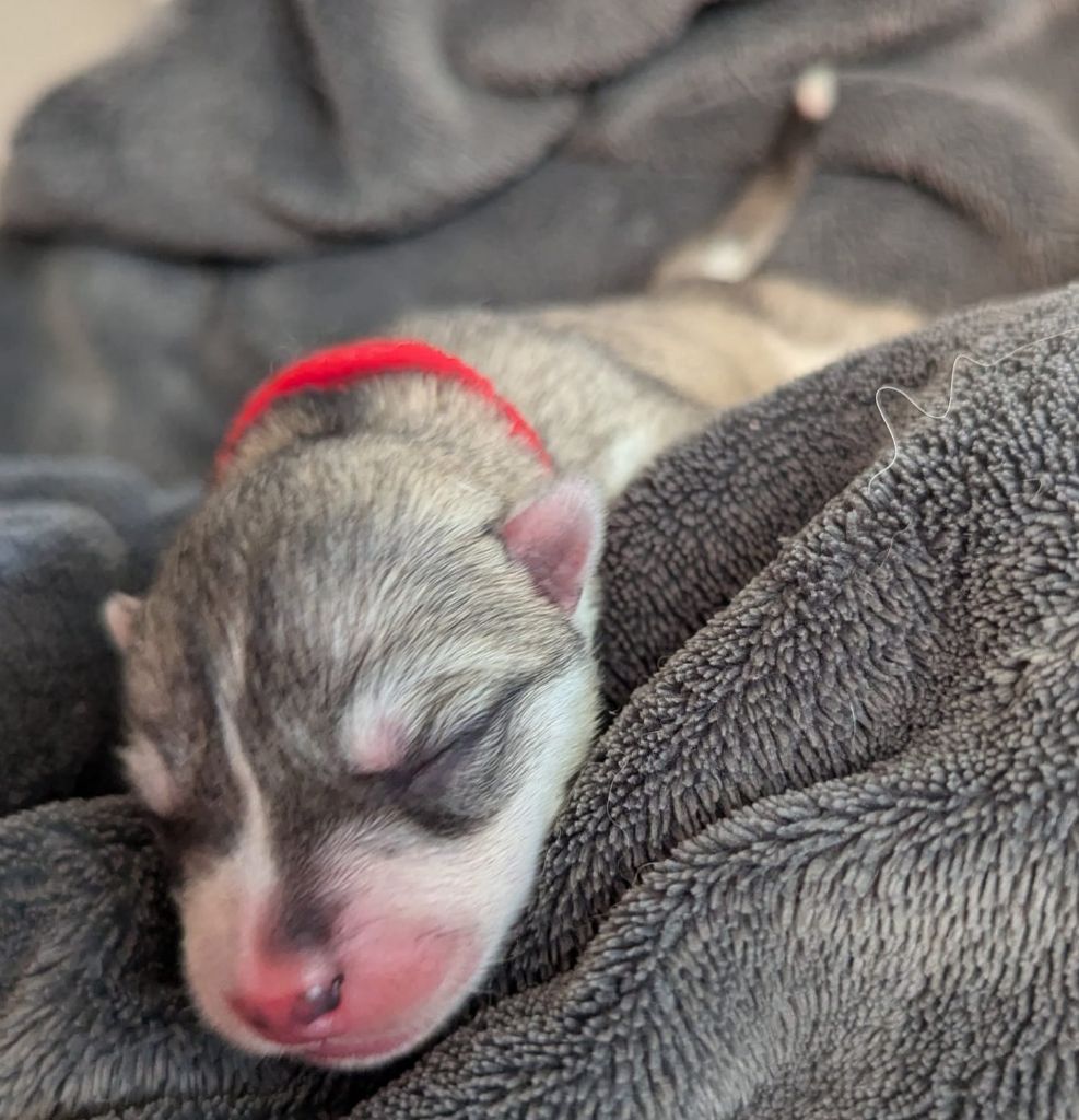 Lupu Di Castagniccia - Chiot disponible  - Siberian Husky