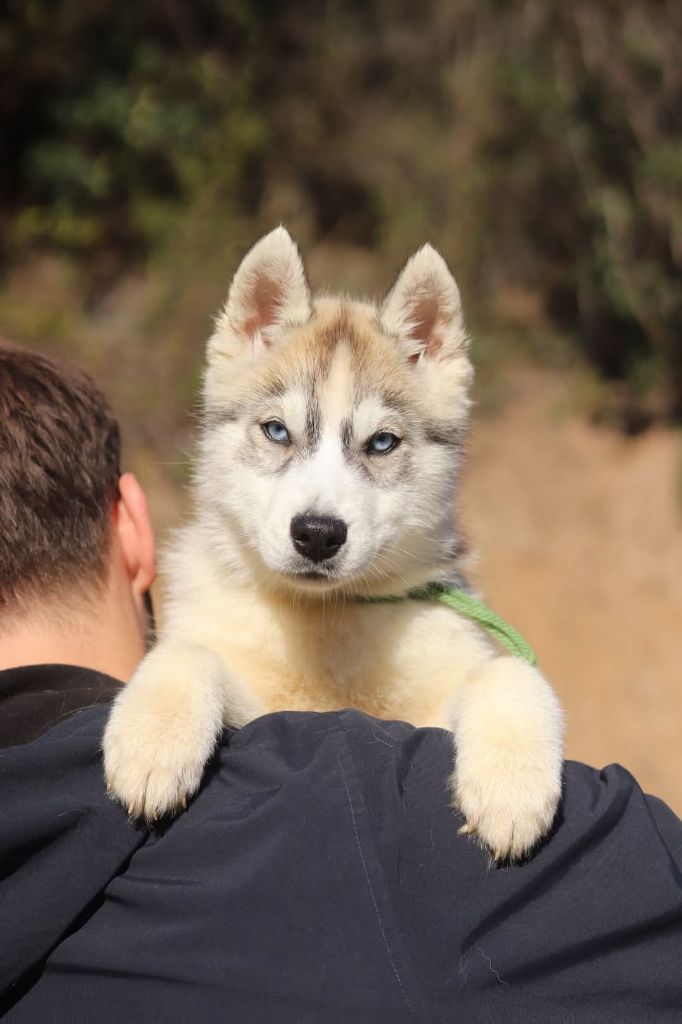 Lupu Di Castagniccia - Chiot disponible  - Siberian Husky