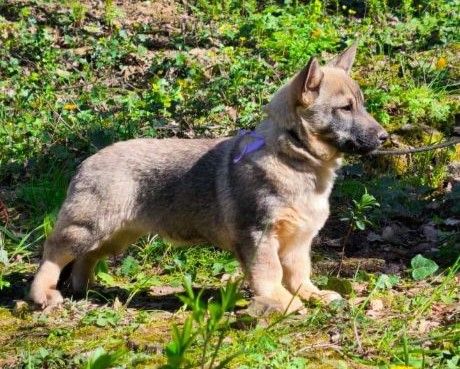 Verdi Des Gardiens De Talbes