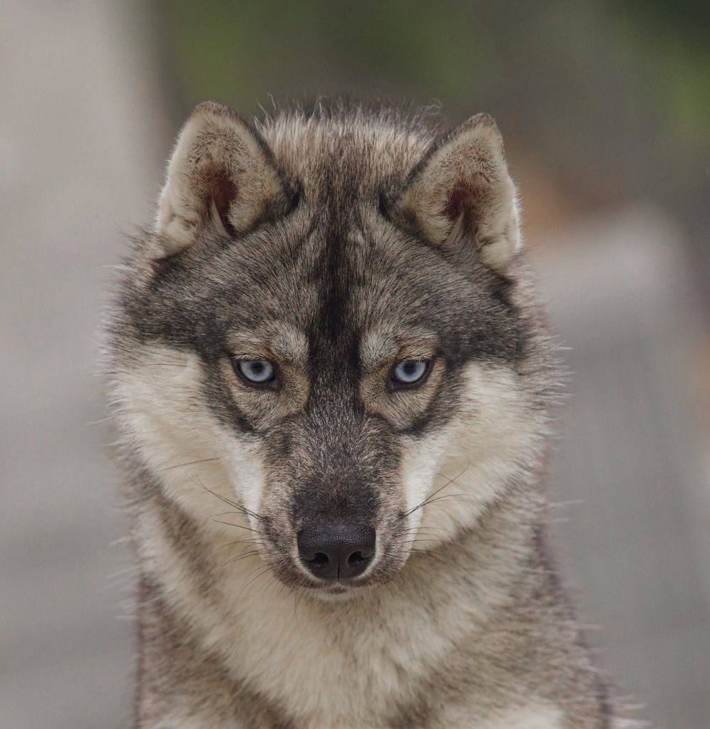 Viking history lagertha Lupu Di Castagniccia