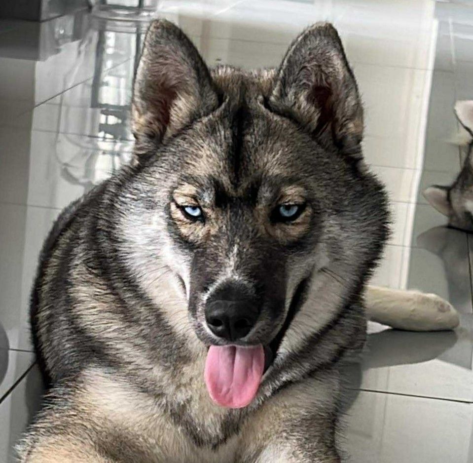 Anastasia saqqarah Lupu Di Castagniccia