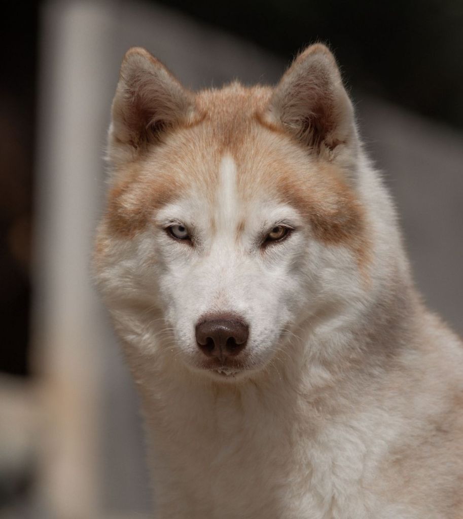 Riba Nordic Ice Pearl