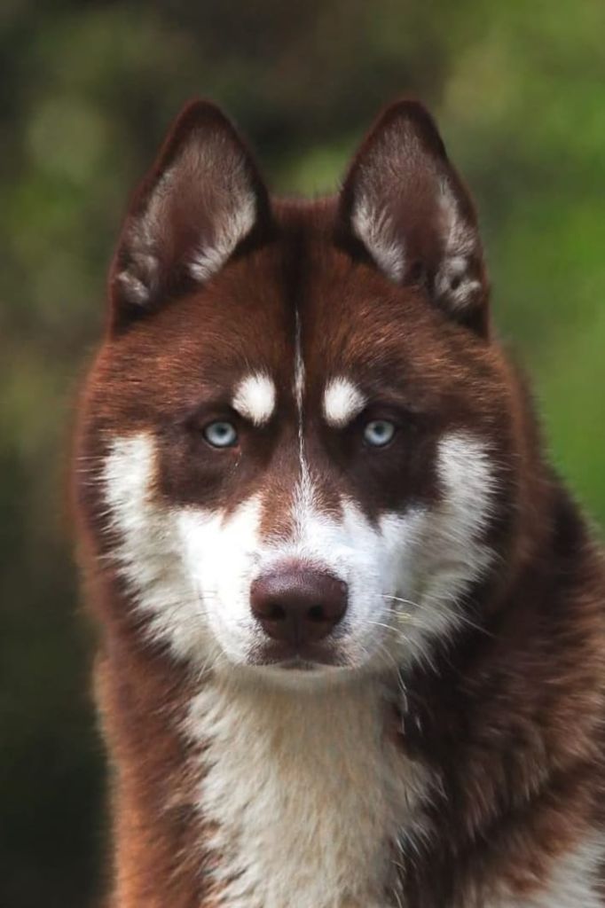 Very delicious twix (Sans Affixe)