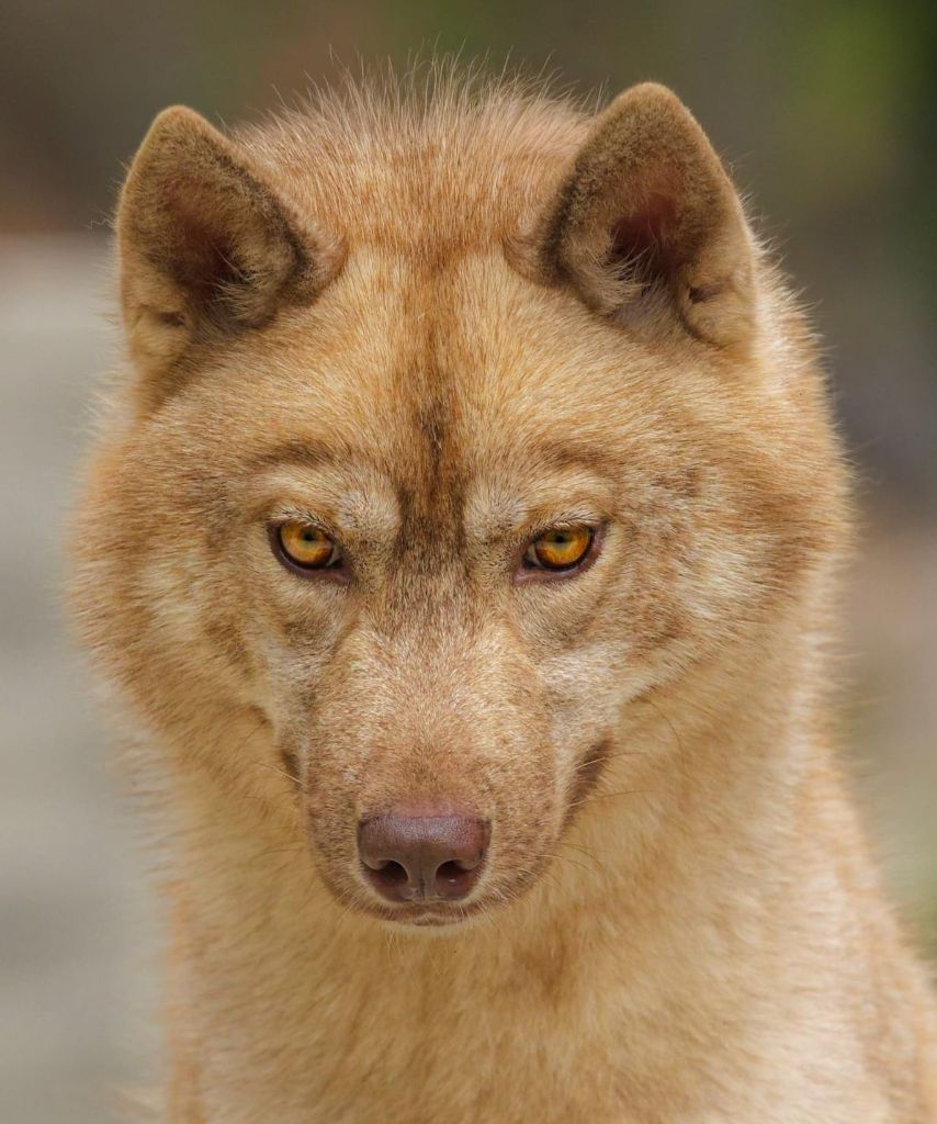 Valar morghulis missandei Of Umok's Dreams