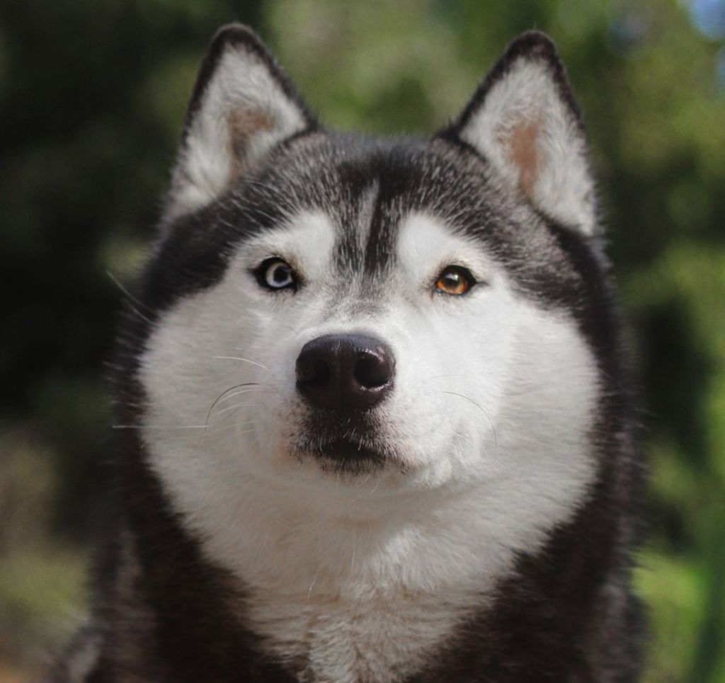 Eluna Lupu Di Castagniccia