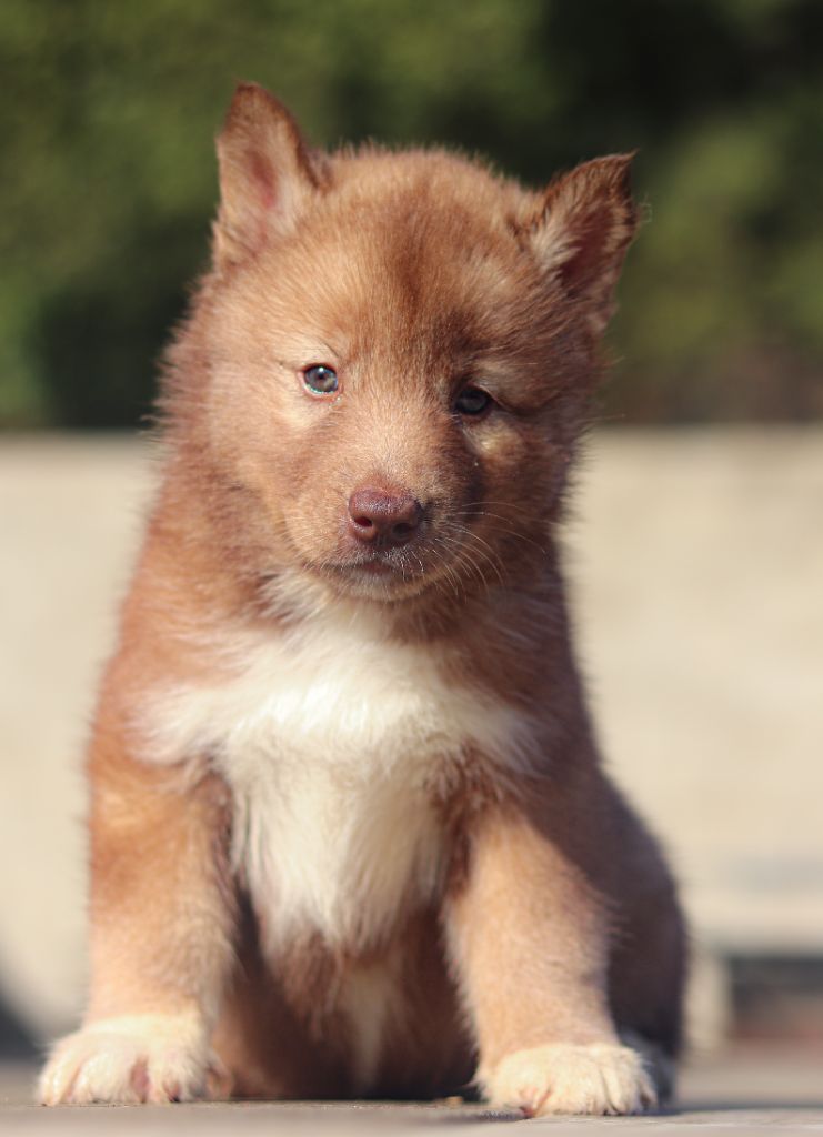 A red witch wanda Lupu Di Castagniccia