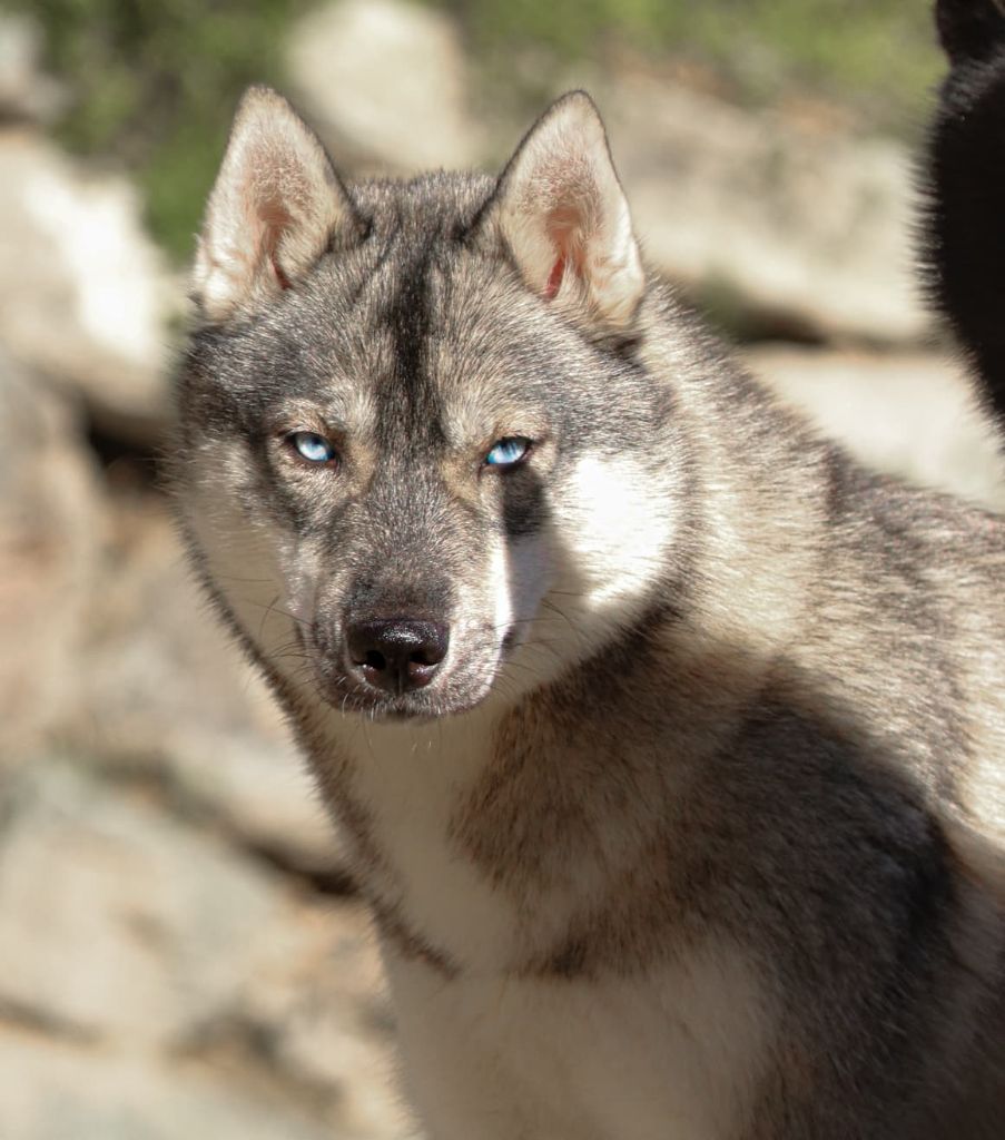 Viking history lagertha Lupu Di Castagniccia