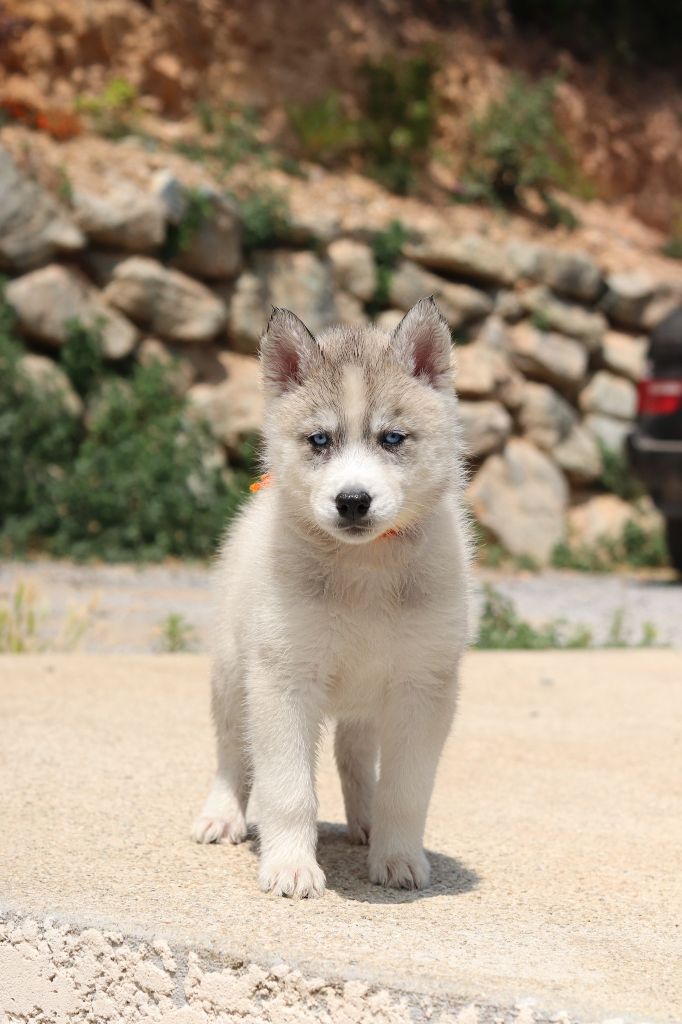 Lupu Di Castagniccia - Chiots disponibles - Siberian Husky