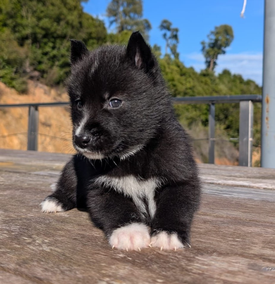 Lupu Di Castagniccia - Chiots disponibles - Siberian Husky