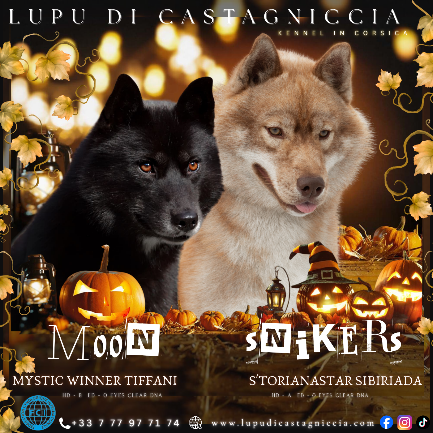 Lupu Di Castagniccia - Siberian Husky - Portée née le 25/12/2025