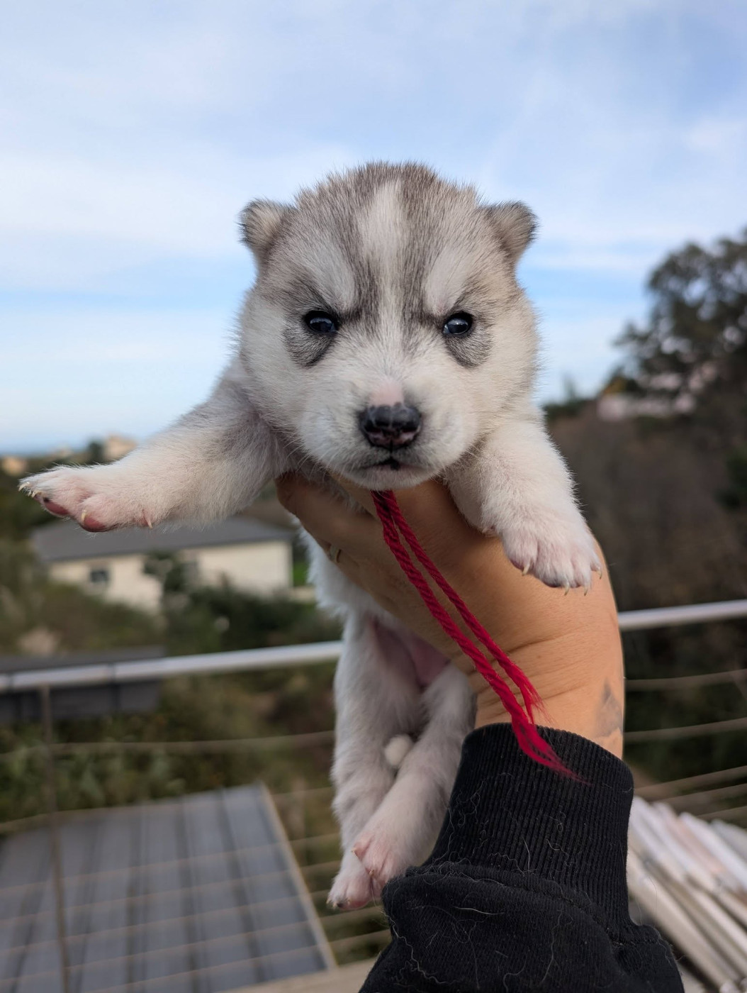 Lupu Di Castagniccia - Chiots disponibles - Siberian Husky