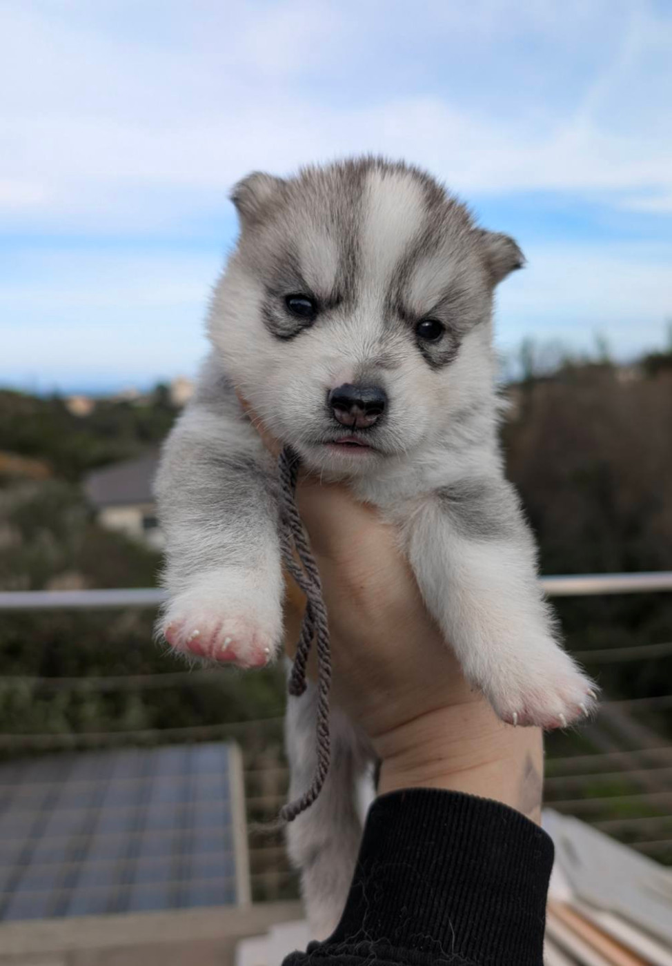 Lupu Di Castagniccia - Chiots disponibles - Siberian Husky