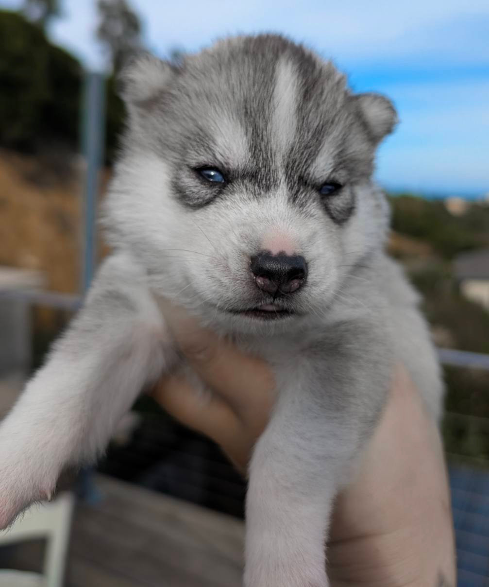 Lupu Di Castagniccia - Chiots disponibles - Siberian Husky