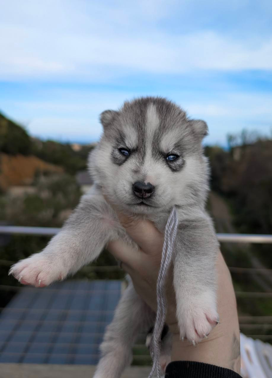Lupu Di Castagniccia - Chiots disponibles - Siberian Husky