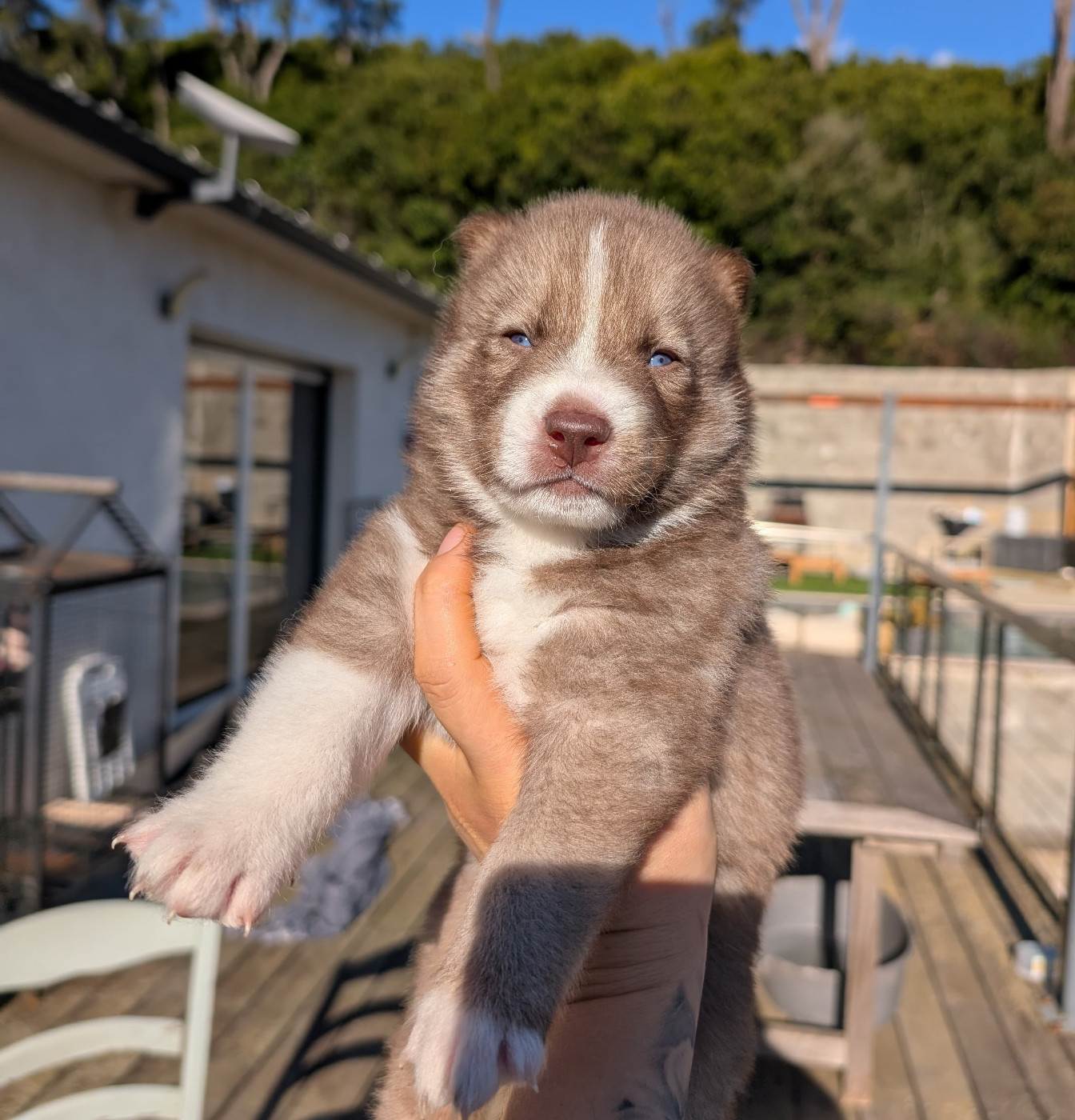 Lupu Di Castagniccia - Chiots disponibles - Siberian Husky