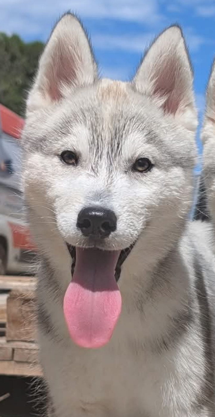 Lupu Di Castagniccia - Chiots disponibles - Siberian Husky
