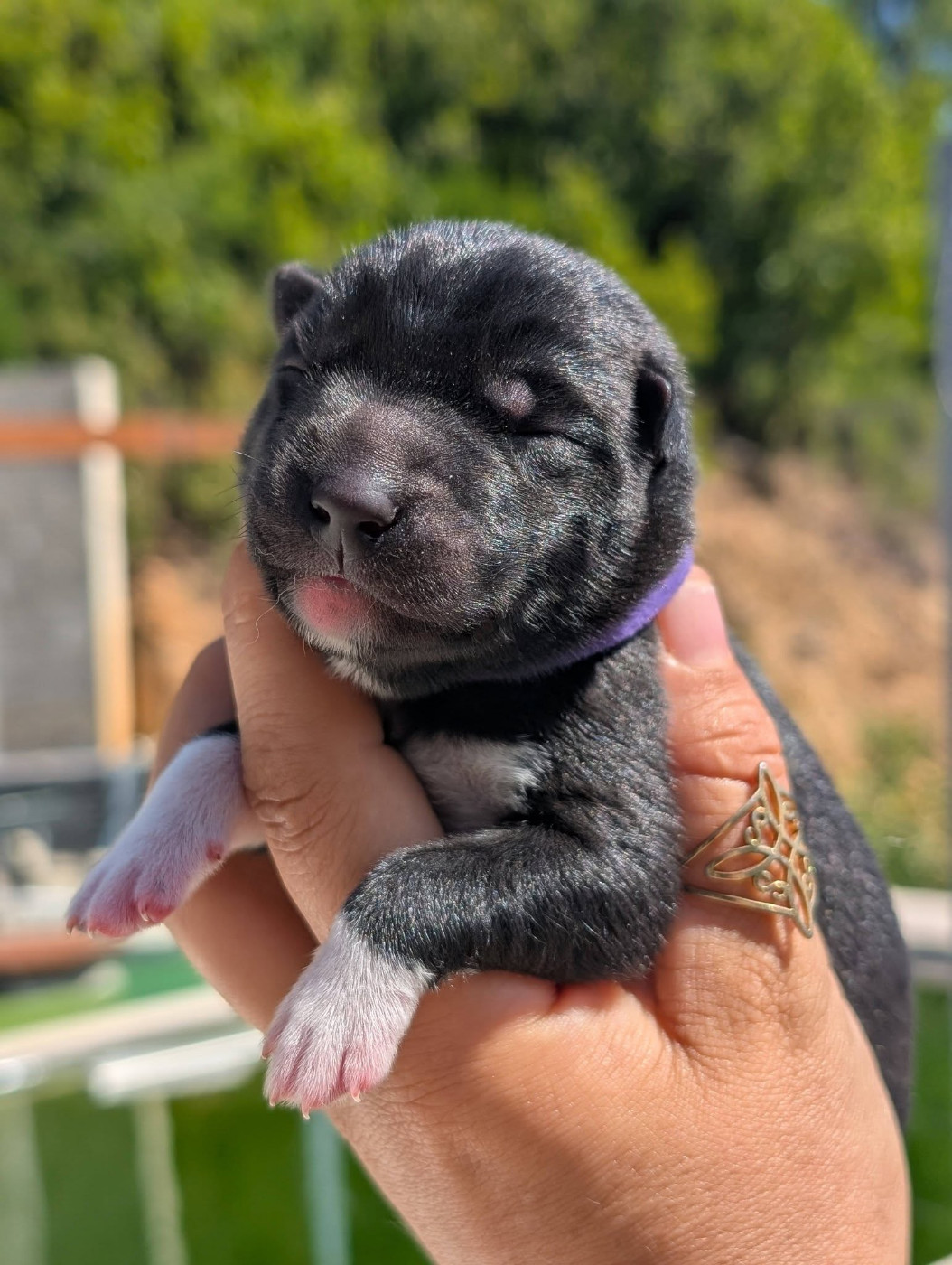 Lupu Di Castagniccia - Chiots disponibles - Siberian Husky