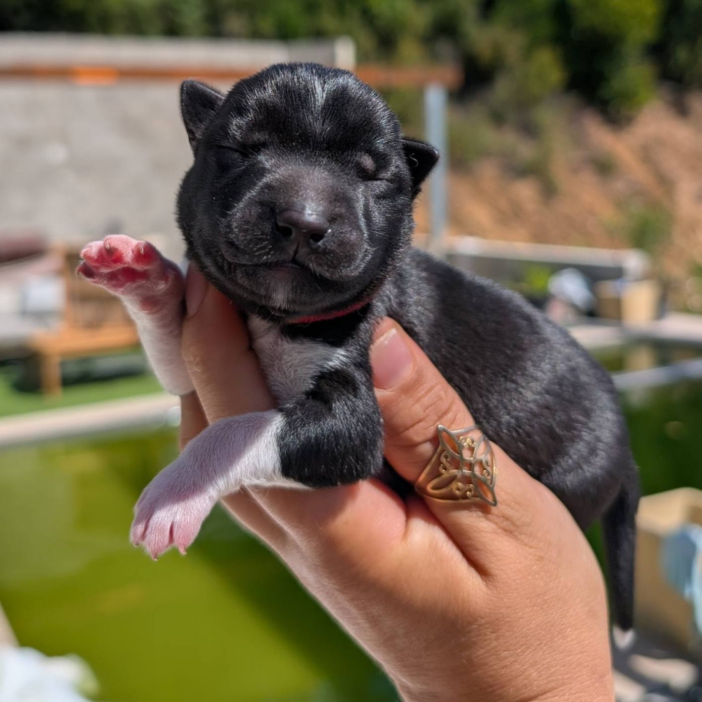 Lupu Di Castagniccia - Chiots disponibles - Siberian Husky