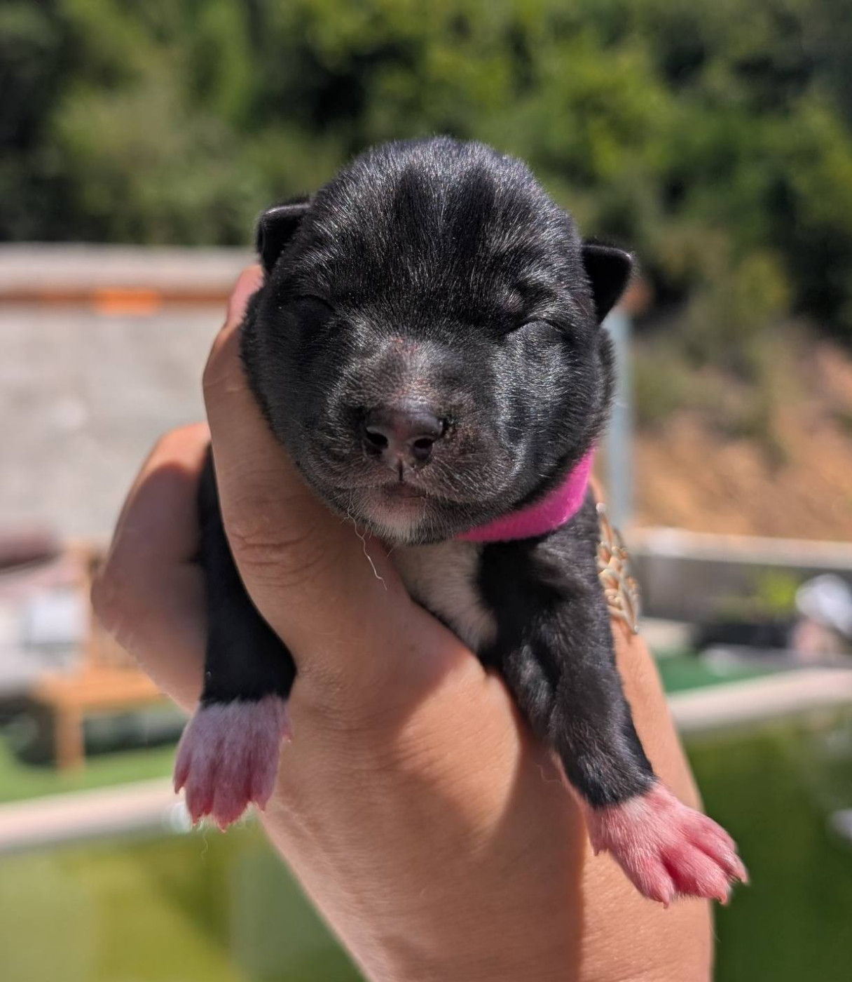 Lupu Di Castagniccia - Chiots disponibles - Siberian Husky