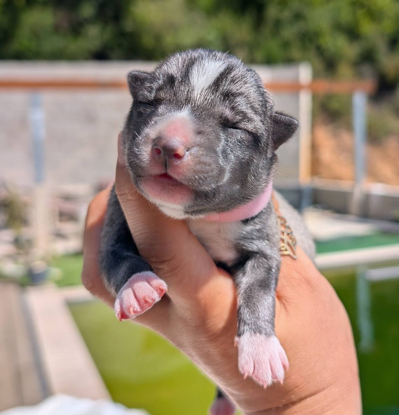 Lupu Di Castagniccia - Chiots disponibles - Siberian Husky