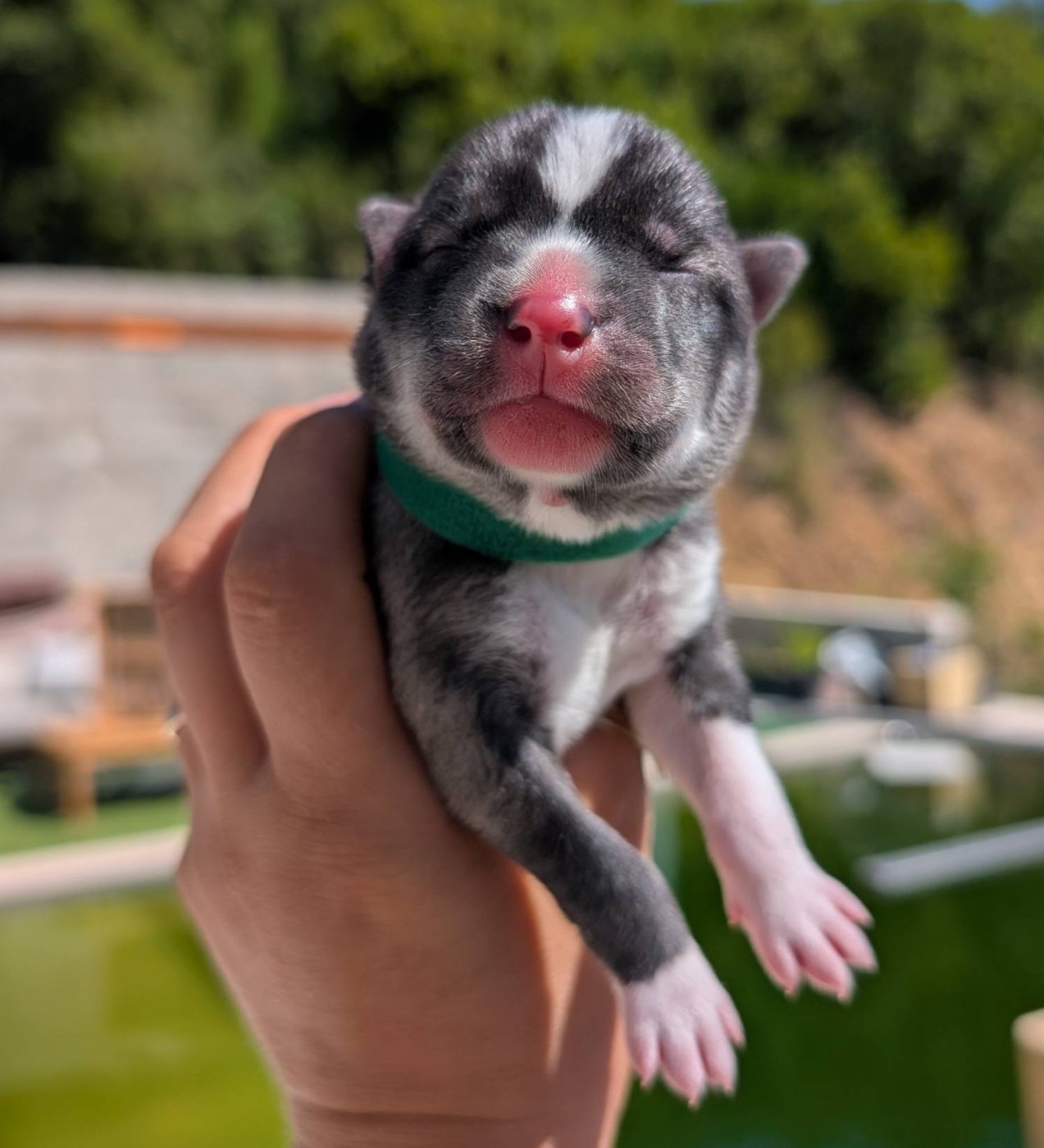 Lupu Di Castagniccia - Chiots disponibles - Siberian Husky