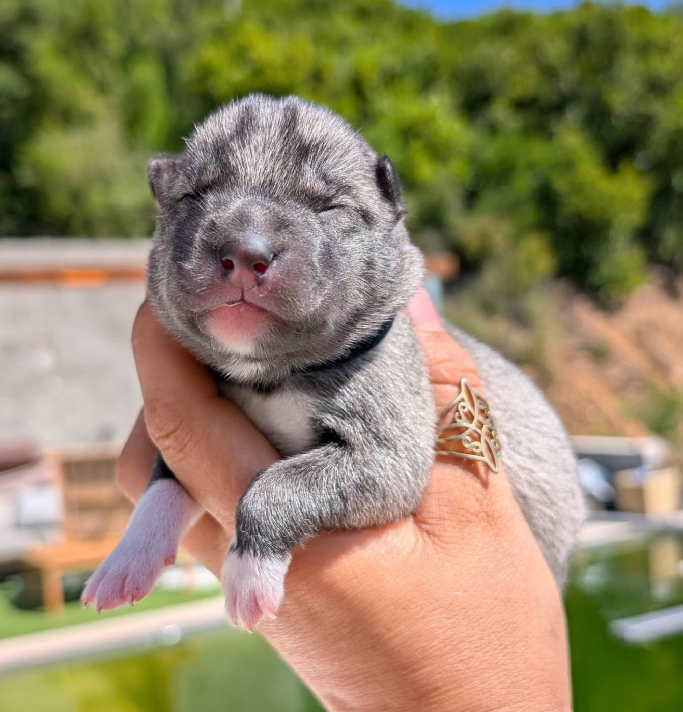 Lupu Di Castagniccia - Chiots disponibles - Siberian Husky