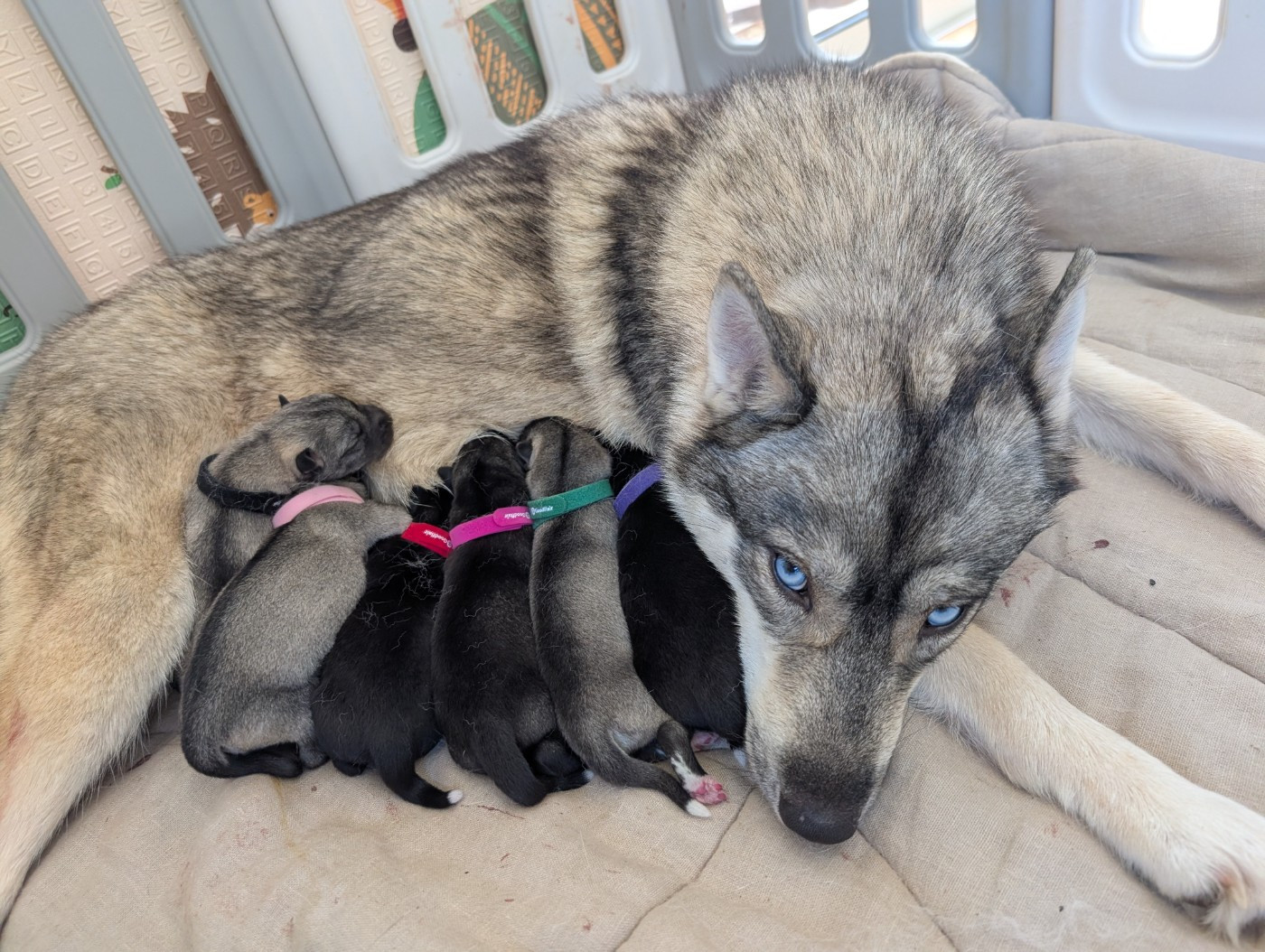Chiot Siberian Husky Lupu Di Castagniccia