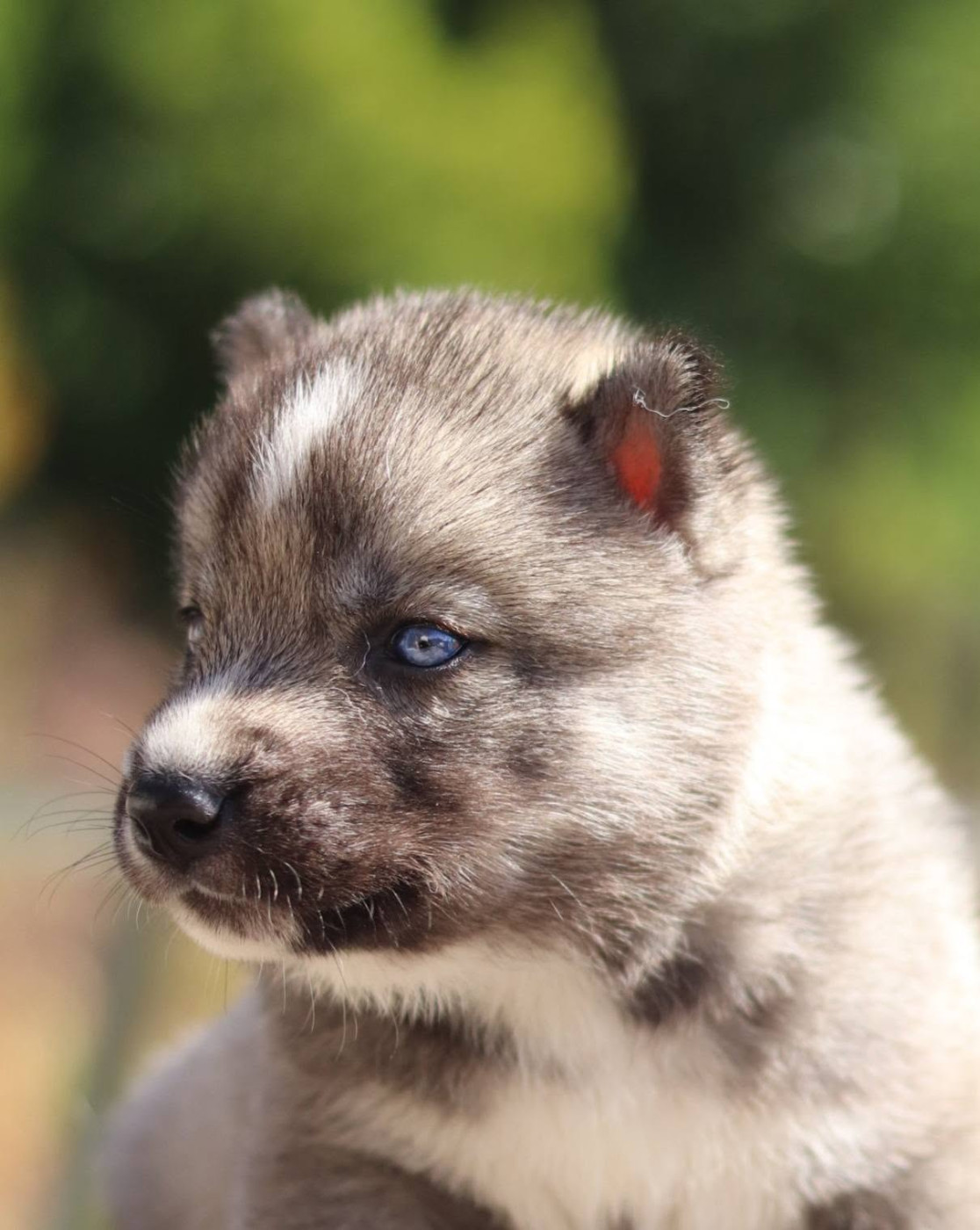 Lupu Di Castagniccia - Chiots disponibles - Siberian Husky