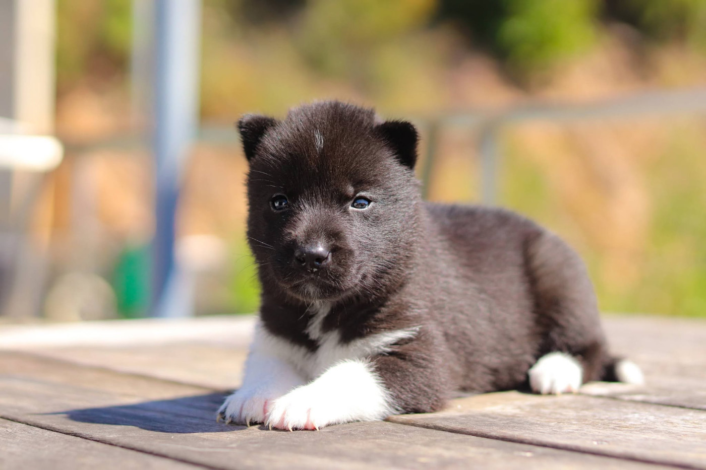 Lupu Di Castagniccia - Chiots disponibles - Siberian Husky