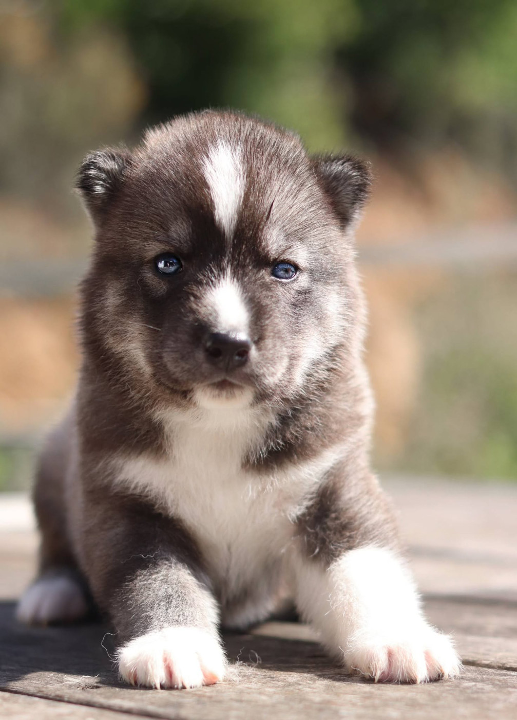 Lupu Di Castagniccia - Chiots disponibles - Siberian Husky
