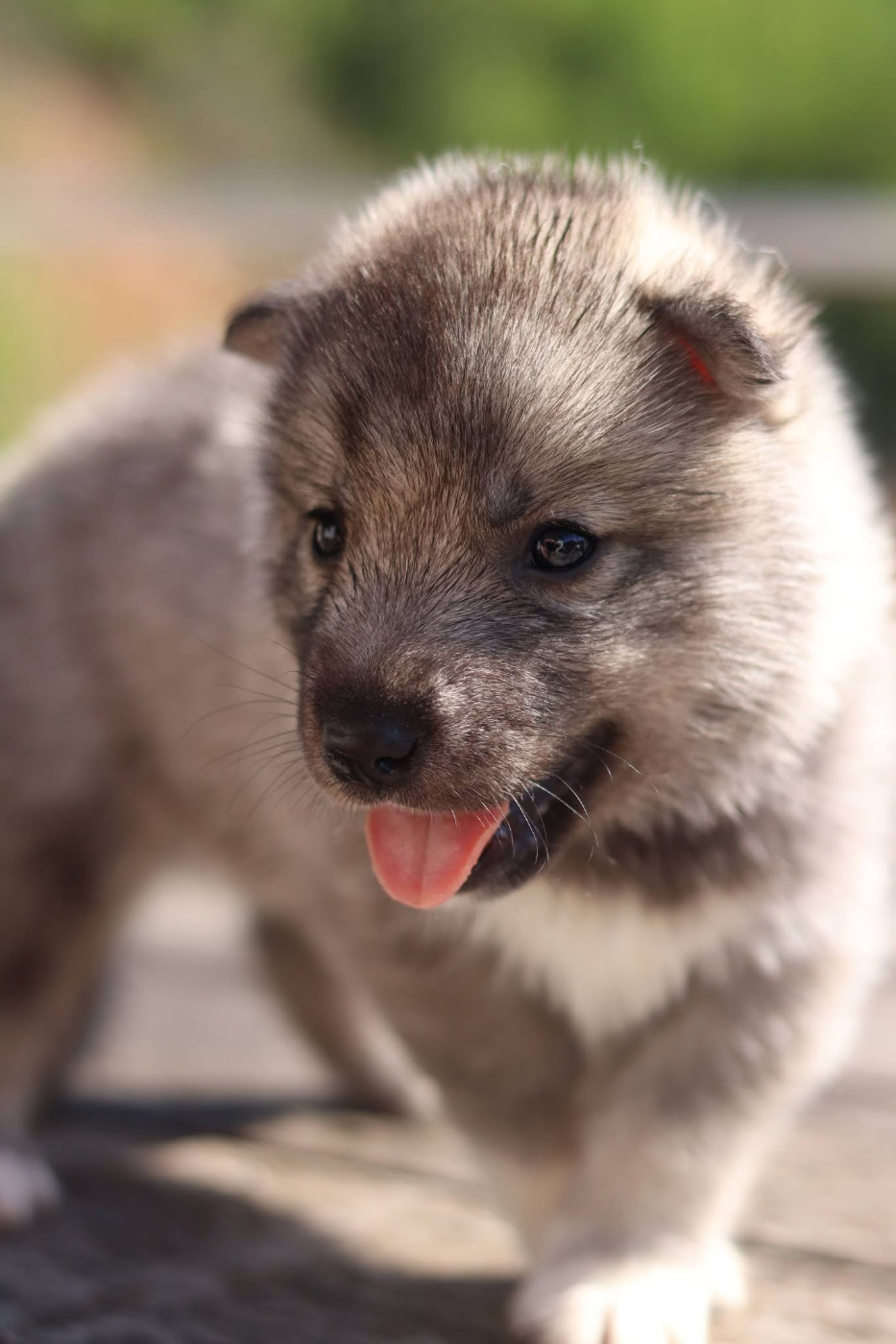 Lupu Di Castagniccia - Chiots disponibles - Siberian Husky