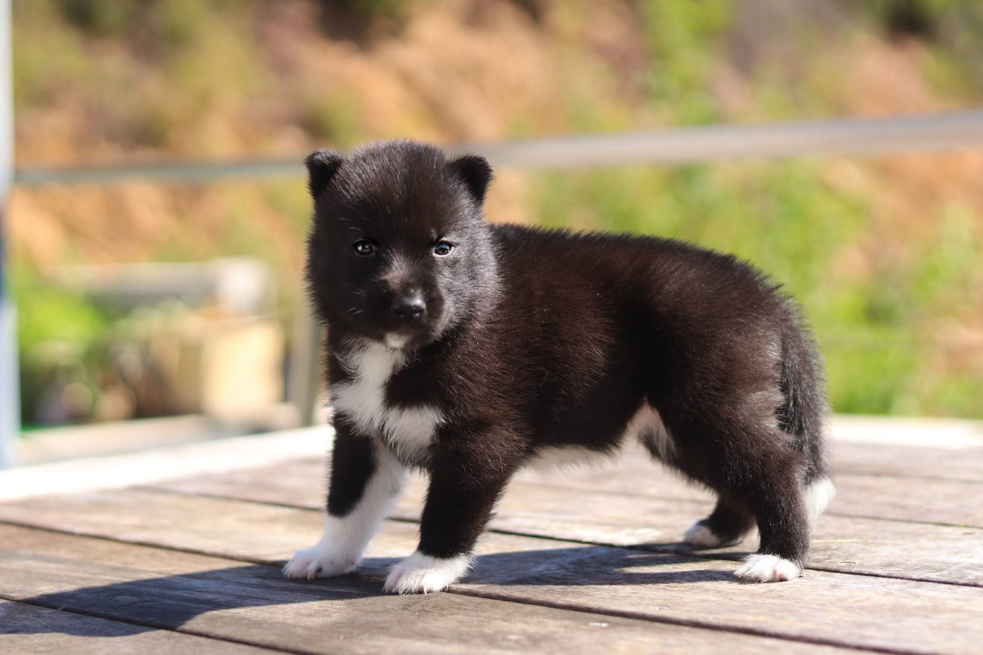 Lupu Di Castagniccia - Chiots disponibles - Siberian Husky