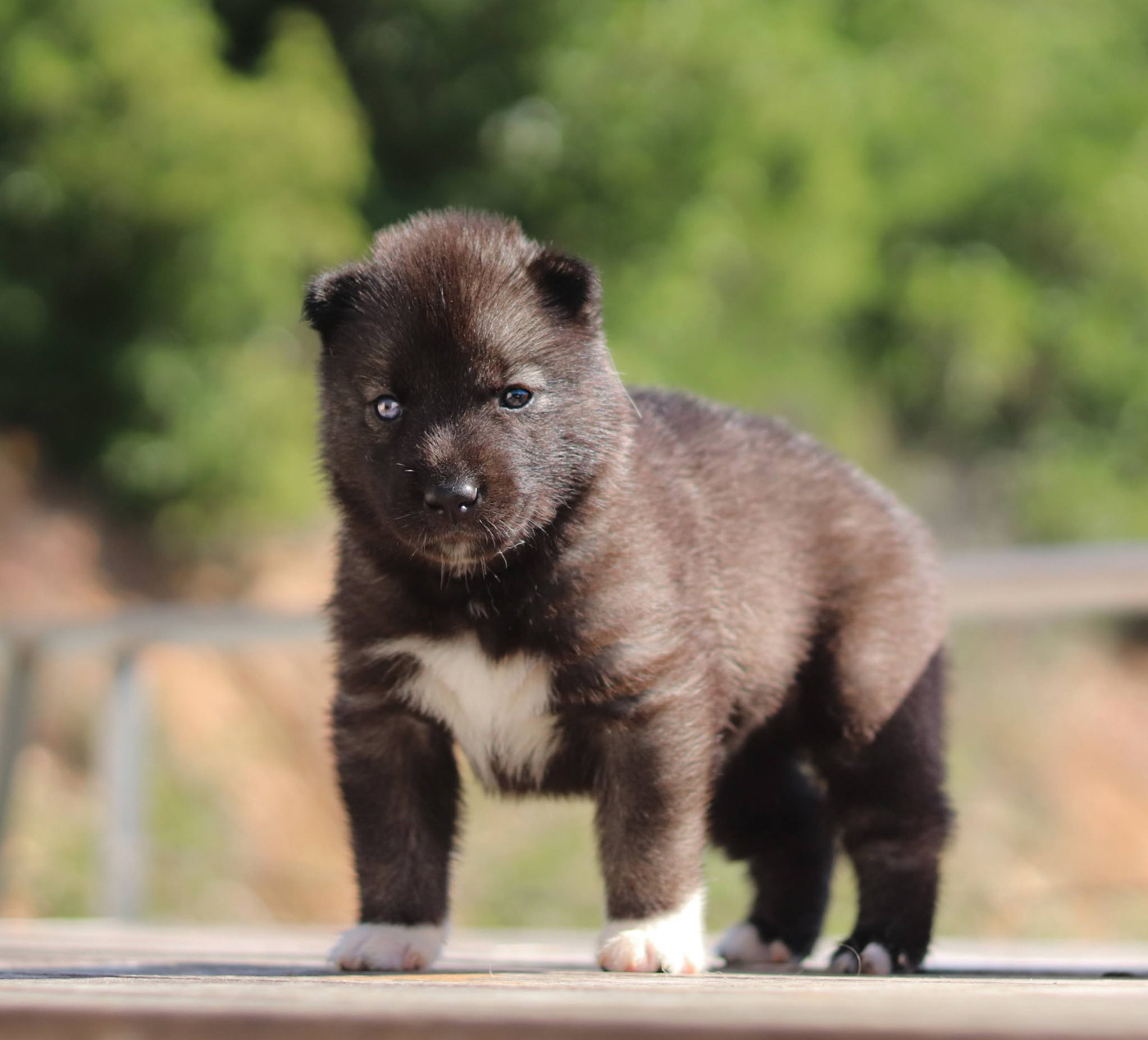 Lupu Di Castagniccia - Chiots disponibles - Siberian Husky