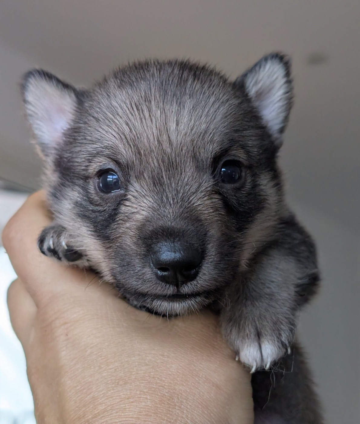 Lupu Di Castagniccia - Chiots disponibles - Spitz des Visigoths