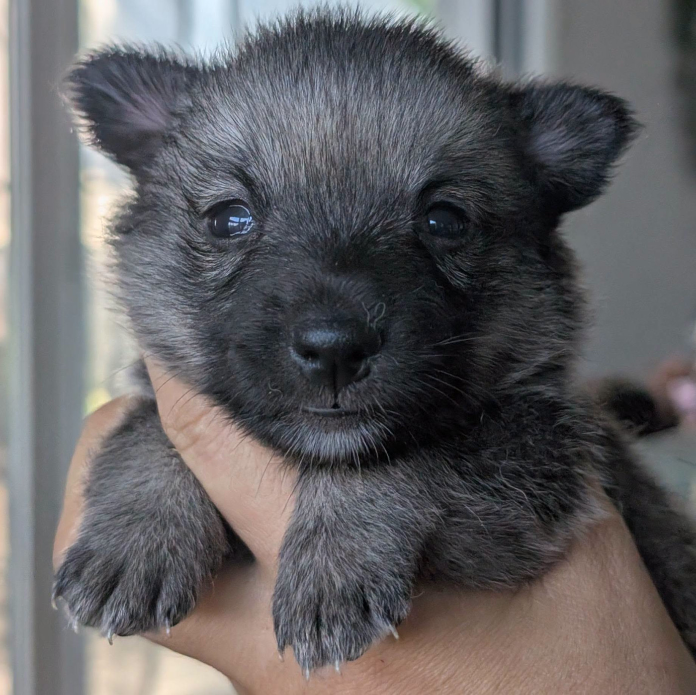 Lupu Di Castagniccia - Chiots disponibles - Spitz des Visigoths