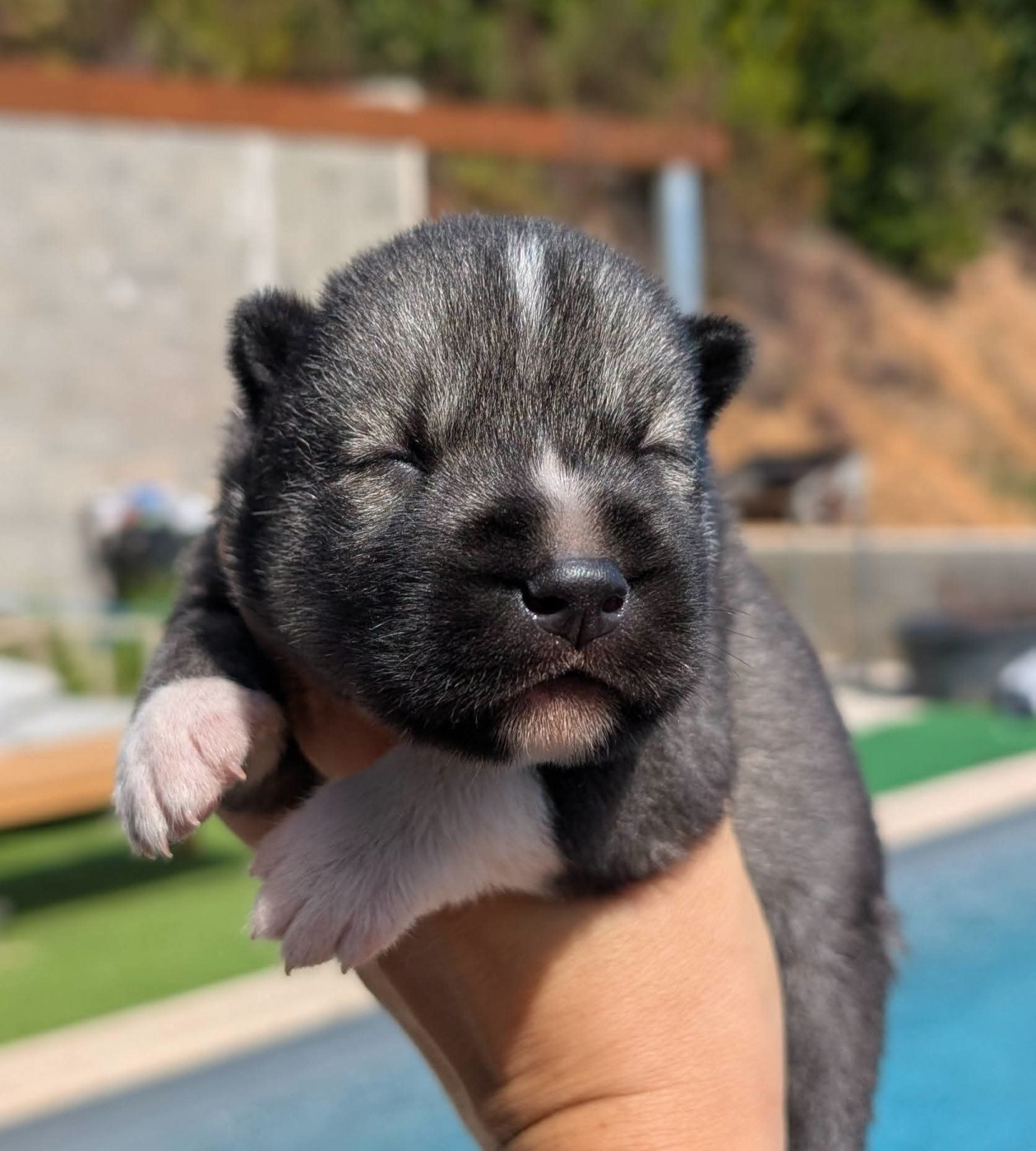 Lupu Di Castagniccia - Chiots disponibles - Siberian Husky