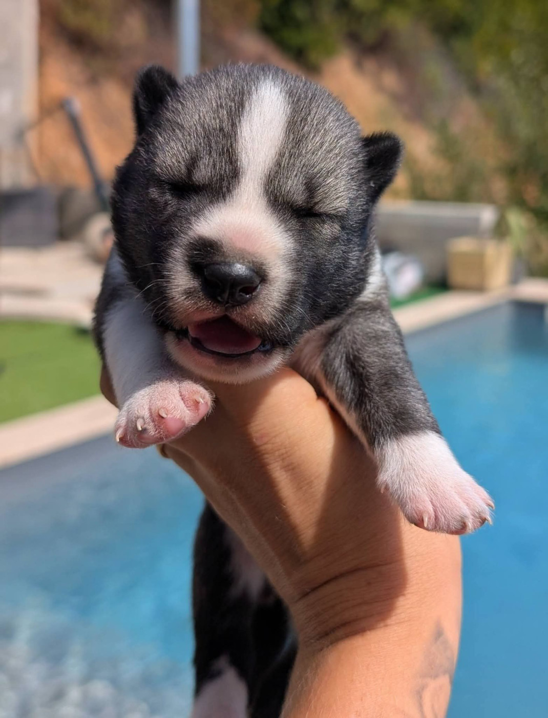 Lupu Di Castagniccia - Chiots disponibles - Siberian Husky