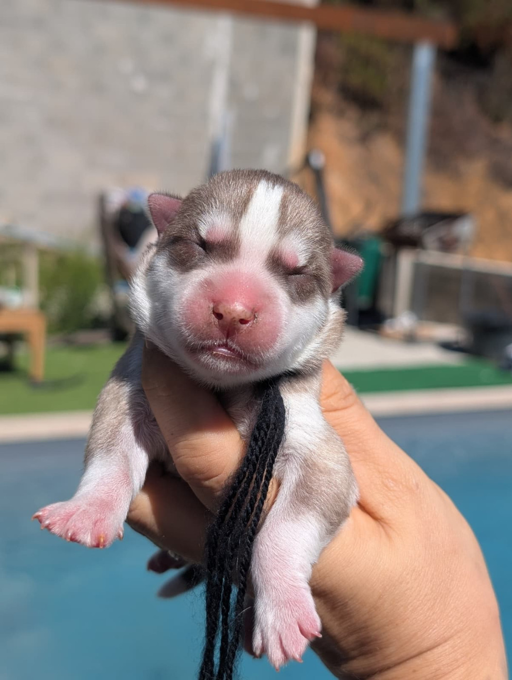 Lupu Di Castagniccia - Chiots disponibles - Siberian Husky