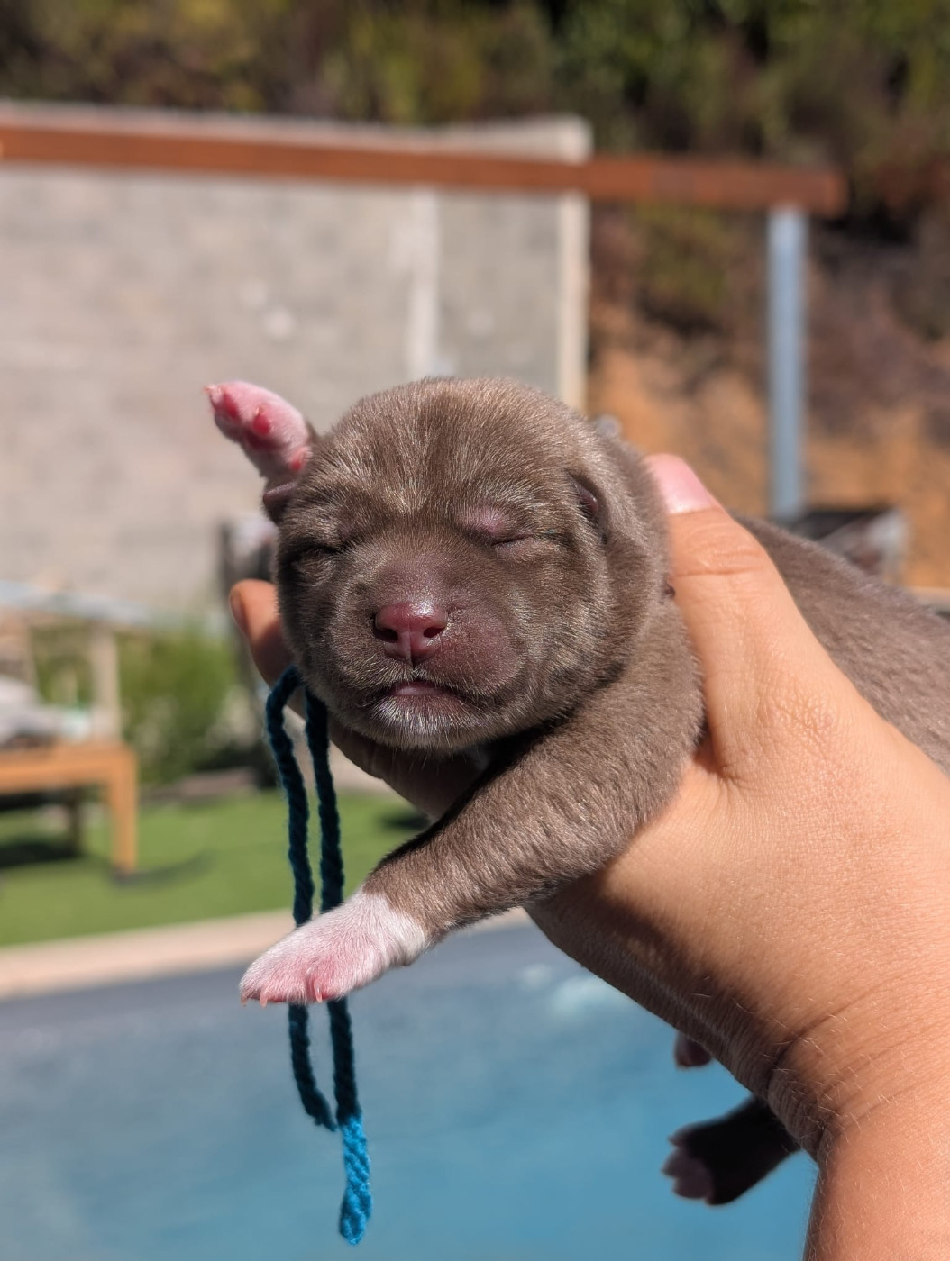 Lupu Di Castagniccia - Chiots disponibles - Siberian Husky